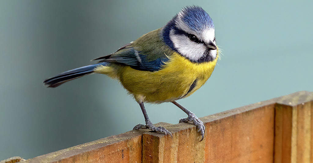Blue tit standing on fence in April