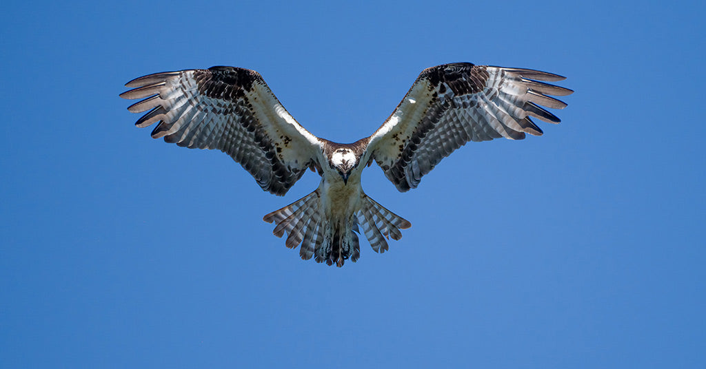 Osprey in flight against blue sky