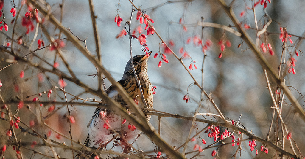 Birdwatching Guide: February