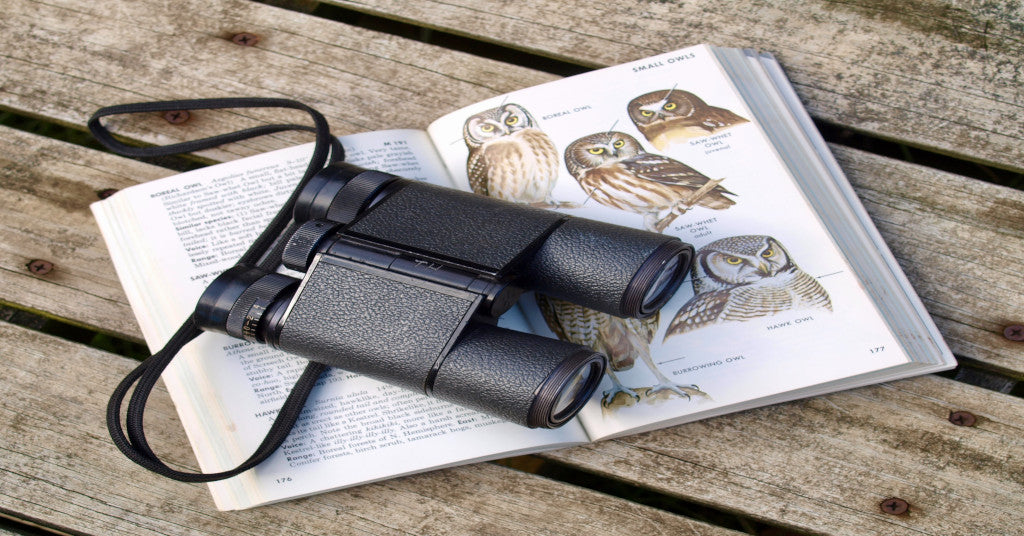 5 Reasons to Get Into Birdwatching