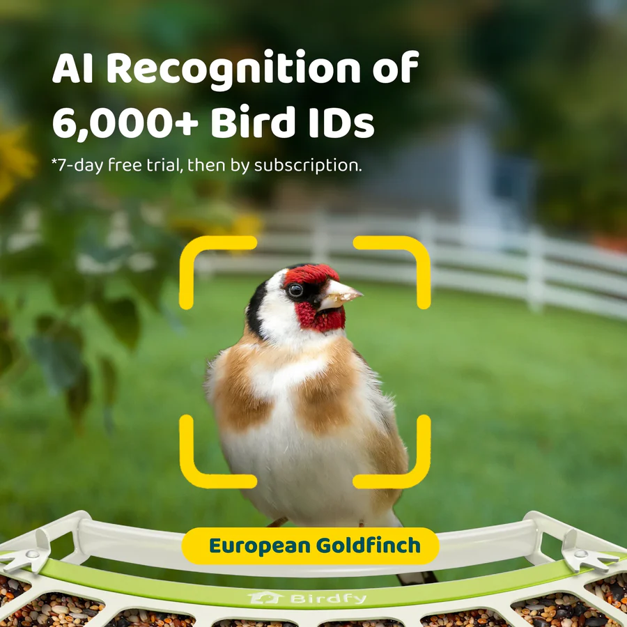 Birdfy Smart Metal Bird Feeder with Camera Bird Feeders Birdfy