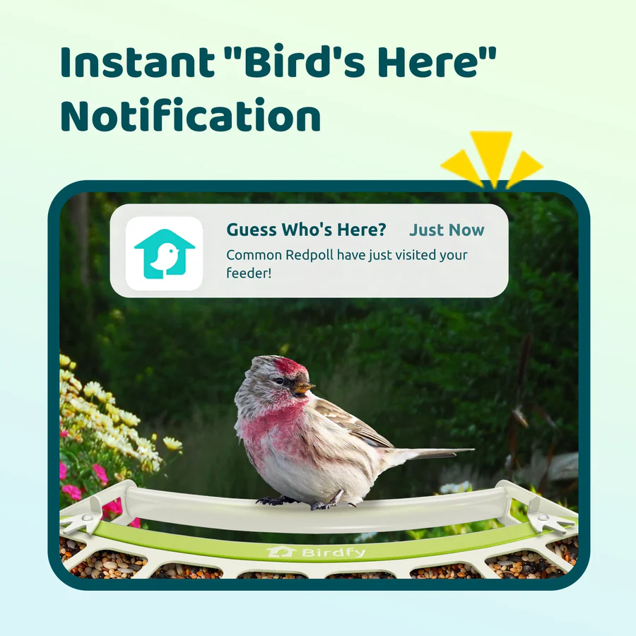 Birdfy Smart Metal Bird Feeder with Camera Bird Feeders Birdfy