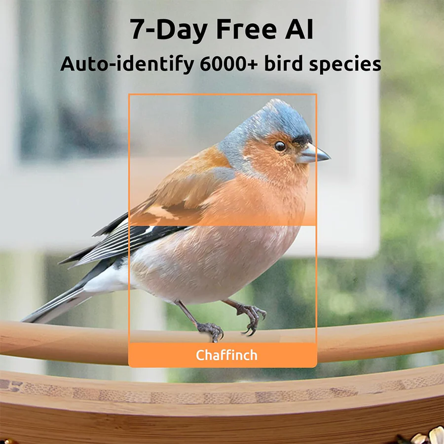 Birdfy Feeder Bamboo Mini Bird Feeder With Camera Bird Feeders Birdfy